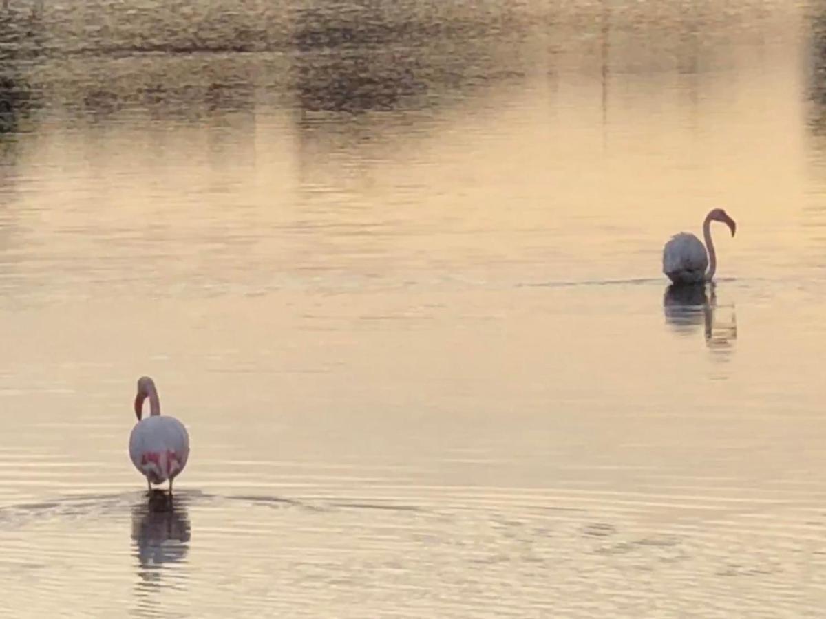 Barcaresa-La Perle Vue Mer Pieds Dans L'Eau Clim Wifi Leucate Zewnętrze zdjęcie