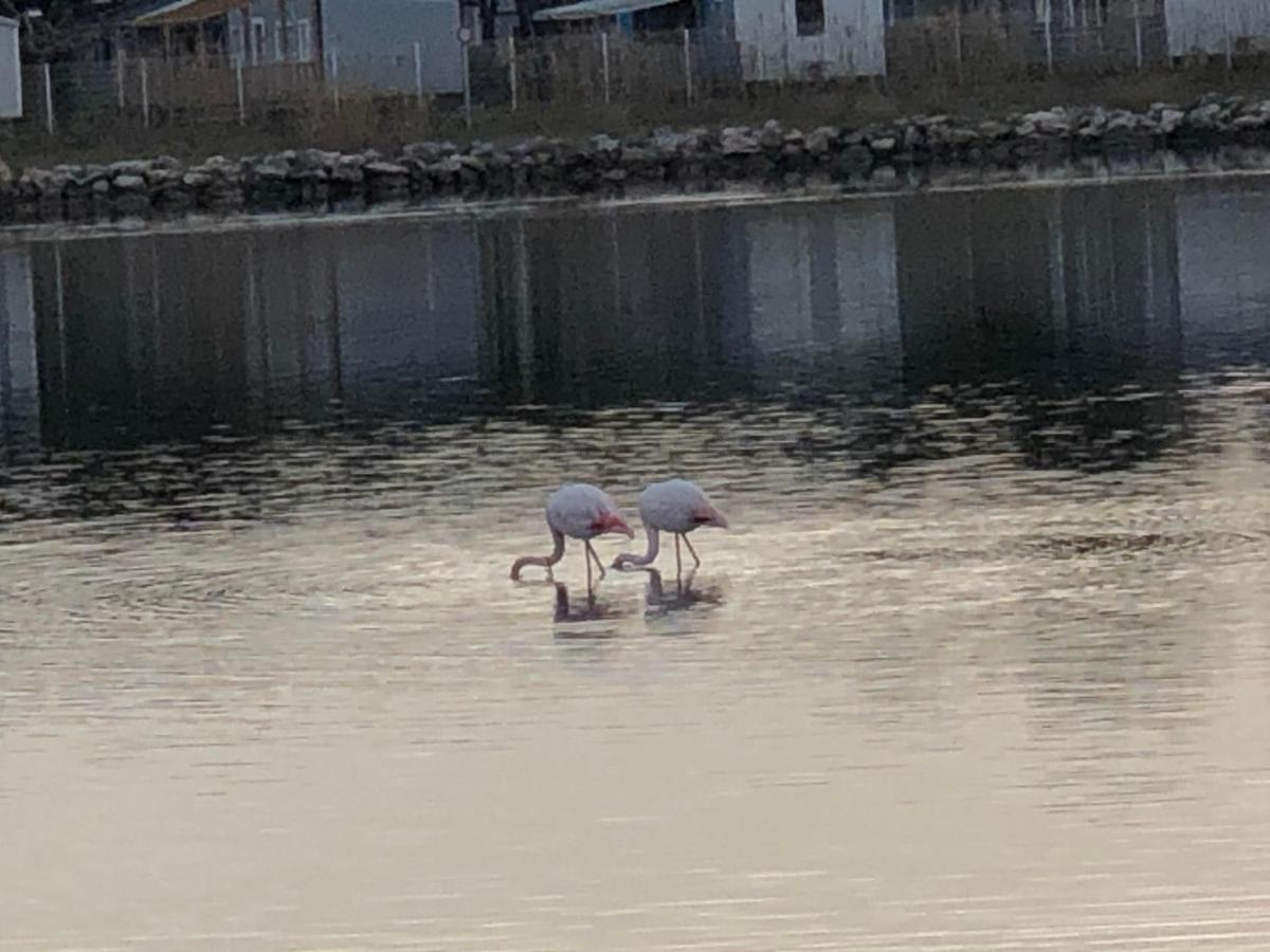 Barcaresa-La Perle Vue Mer Pieds Dans L'Eau Clim Wifi Leucate Zewnętrze zdjęcie